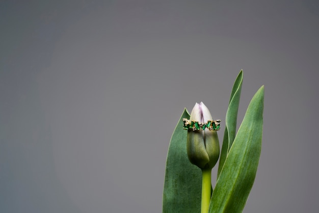 Free photo view of luxurious golden ring on tulip flower