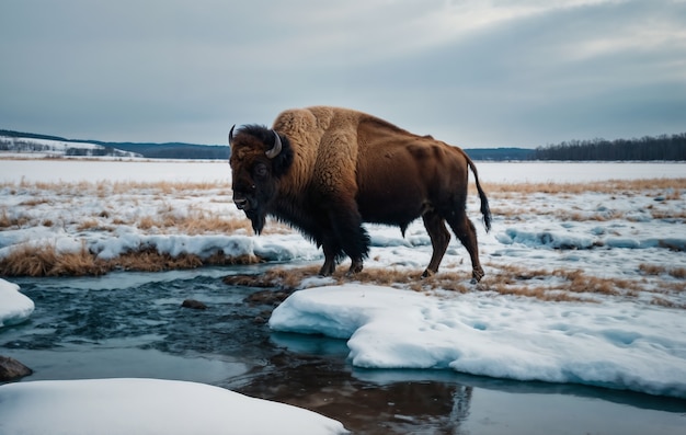 View of majestic bison in its natural habitat during a winter day