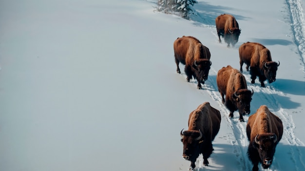 Free Photo view of majestic bison in its natural habitat during a winter day