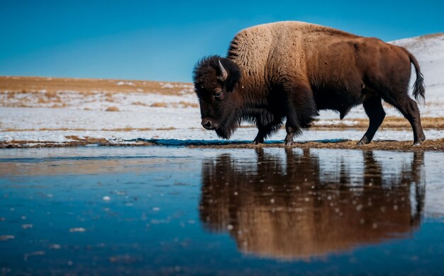 View of majestic bison in its natural habitat during a winter day