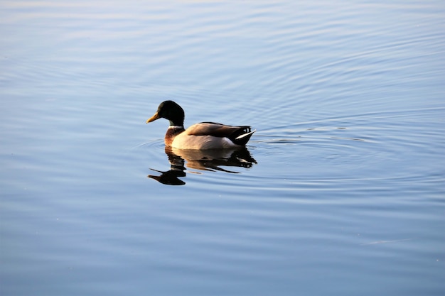 Free photo view of mallard duck on the lake