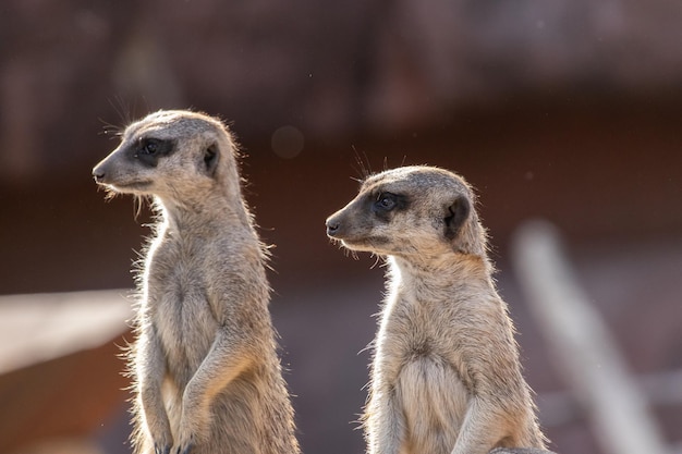 View of meerkats standing on the rock