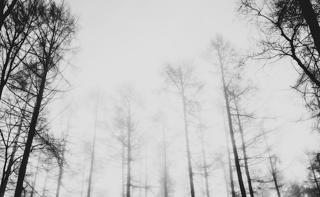 Free photo view of a misty forest