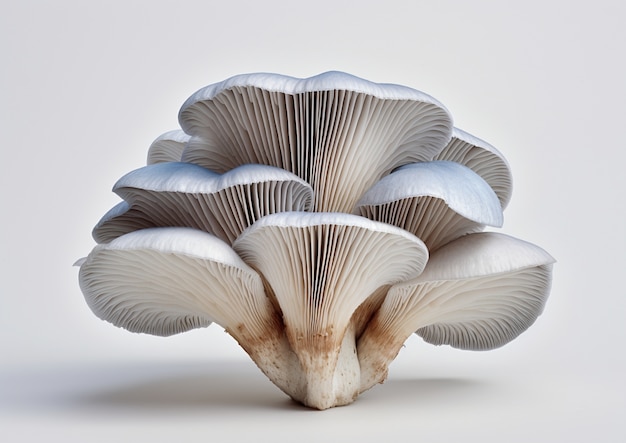 Free Photo view of mono color mushrooms