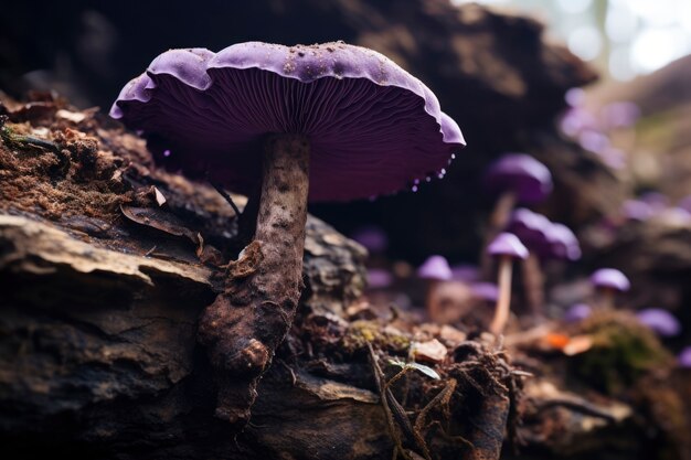 View of mushrooms in nature