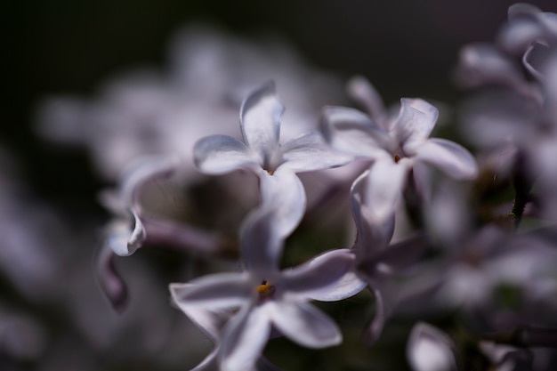 View of natural blurred flowers