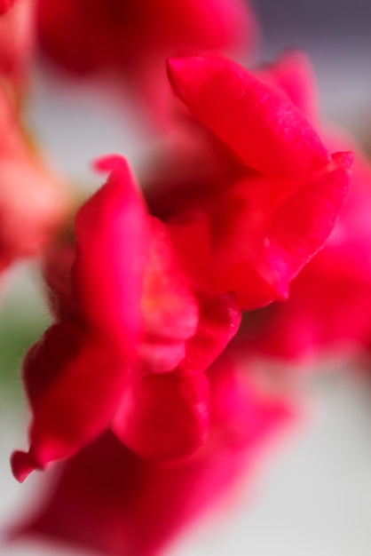 Free Photo view of natural blurry flower