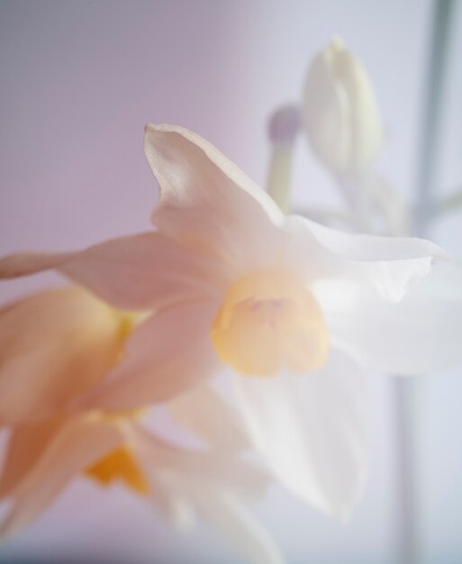 View of natural blurry flowers