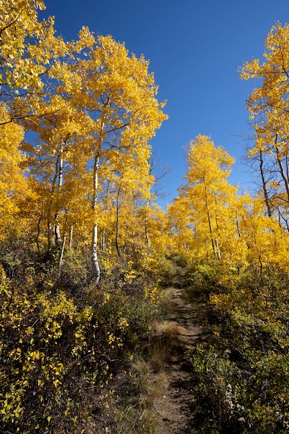 View of nature vegetation of usa