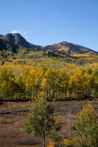 View of nature vegetation of usa