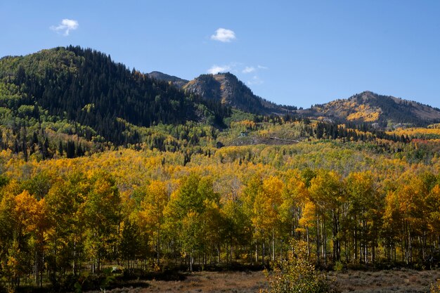 View of nature vegetation of usa