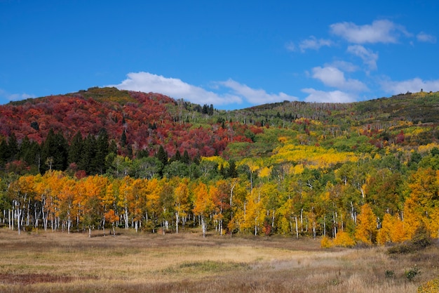 View of nature vegetation of usa