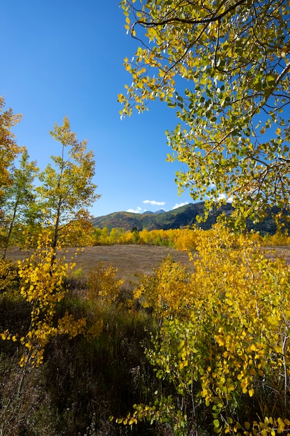 View of nature vegetation of usa