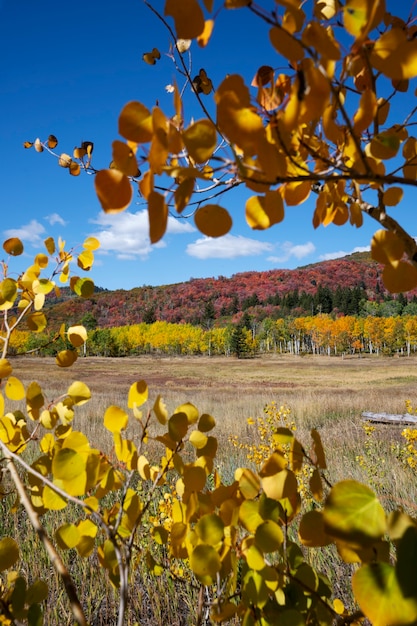 Free Photo view of nature vegetation of usa