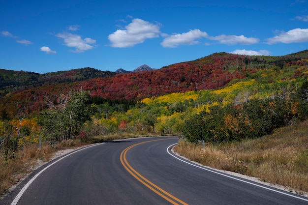 View of nature vegetation of usa