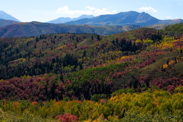 View of nature vegetation of usa