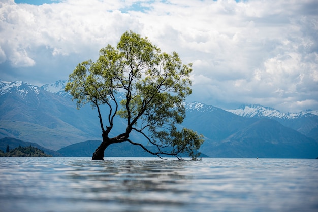 View of an old tree in a lake with the snow-covered mountains in the on a cloudy day