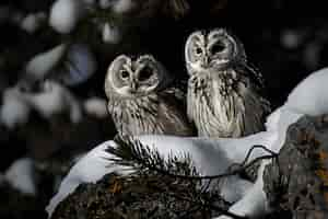 Free photo view of owl in cold environment with dreamy aesthetic