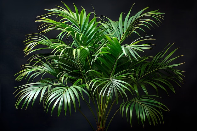 View of palm tree species with green foliage