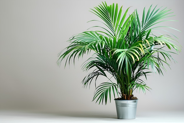 View of palm tree species with green foliage