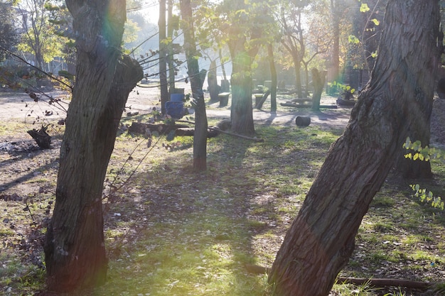 Free photo view of park trees at sunset