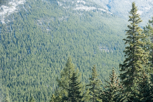 Free photo view of pine trees