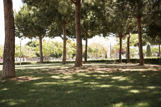 View of pine urban park