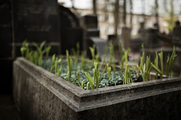 View of plants growing at cemetery tombstone