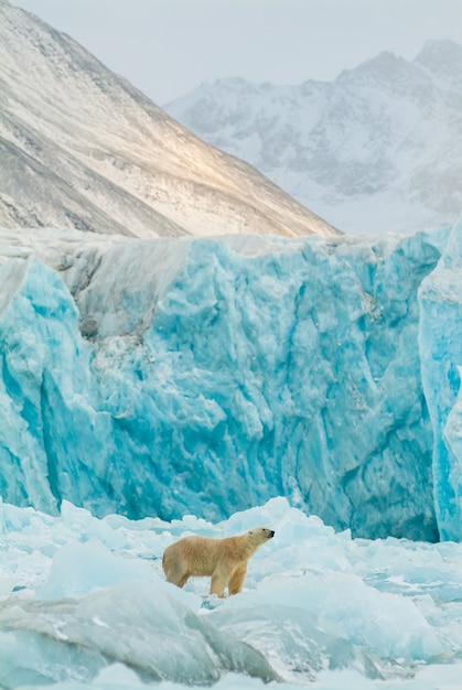 View of a polar bear on a frozen landscape in Spitsbergen, Svalbard