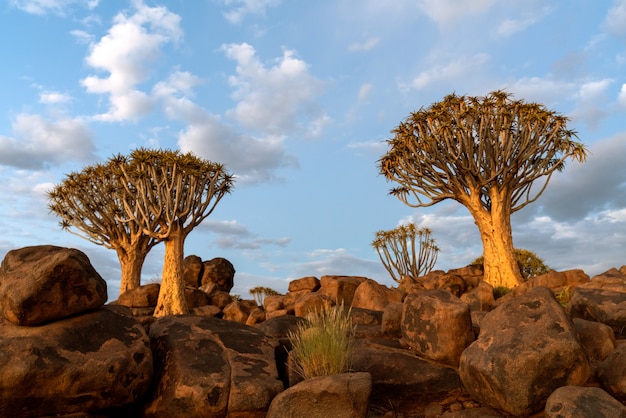 View of Quiver Trees Forest with beautiful sky sunset twilight sky scene in Keetmanshoop, Namibia