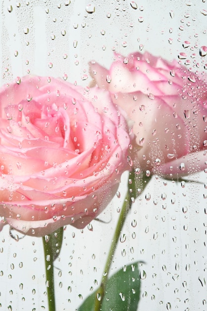 View of rose flowers behind condensed glass