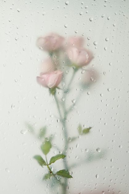 View of rose flowers behind condensed glass