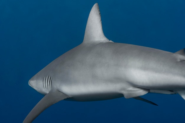 View of a shark swimming underwater