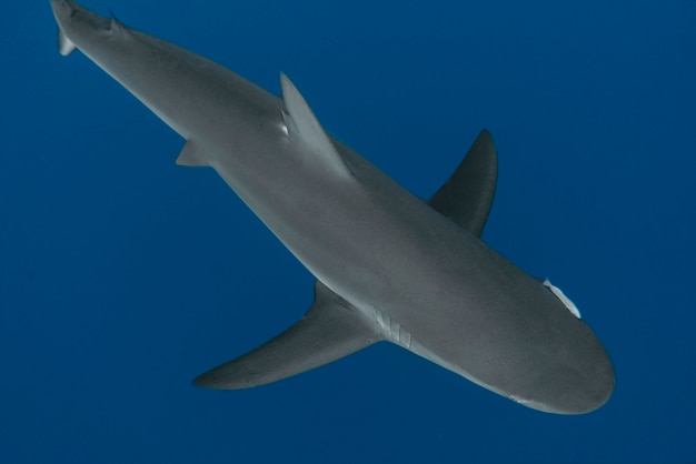 View of a shark swimming underwater