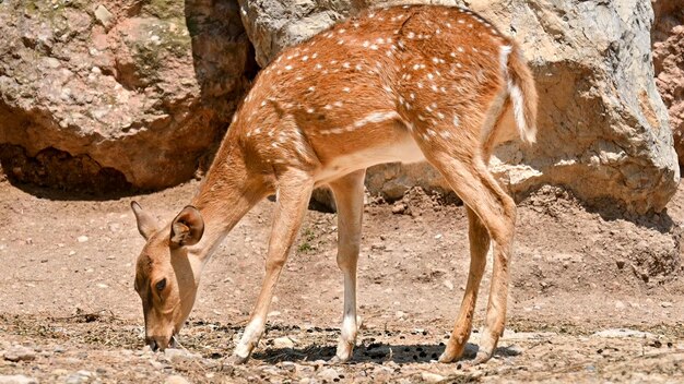 View of a spotted deer in zoo