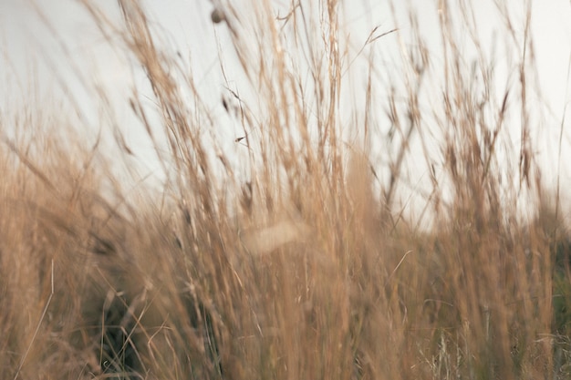 View of tall grass