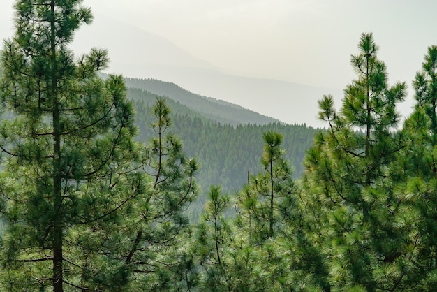 Free photo view through pine on mountain forest landscape.