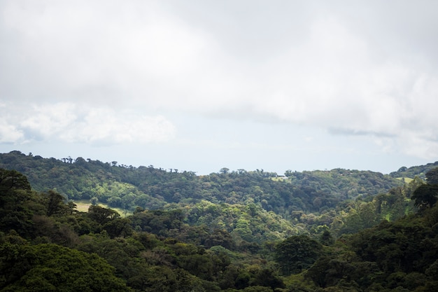 Free photo view of tropical rainforest at costa rica