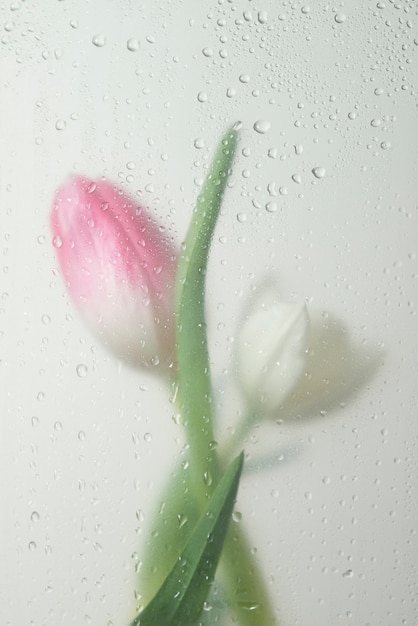 View of tulip flowers behind condensed glass