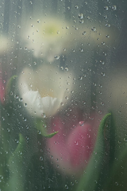 View of tulip flowers behind condensed glass