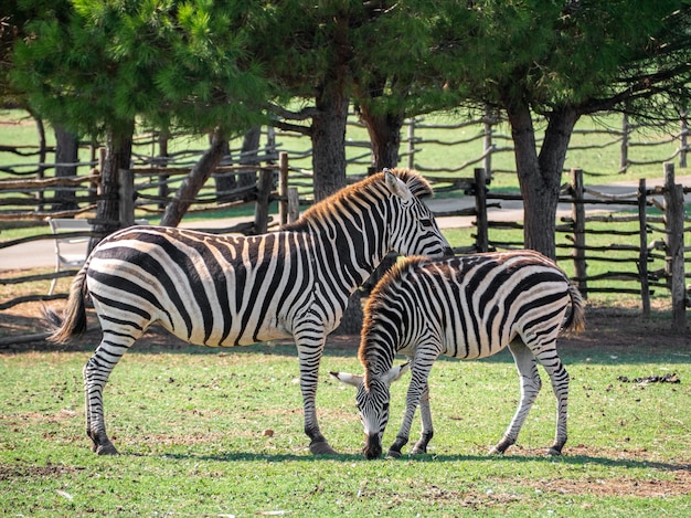 View of two zebras in a zoo with a wooden fence on the  surface