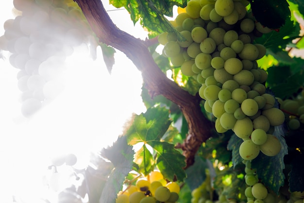 Free photo view of vineyard row with bunches of ripe white wine grapes. wonderful photo with selective focus and space for text.