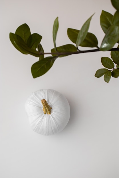 Above view white pumpkin still life