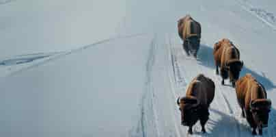 Free photo view of wild bison in its habitat during a winter day