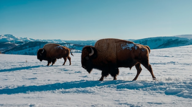 Free photo view of wild bison in its habitat during a winter day