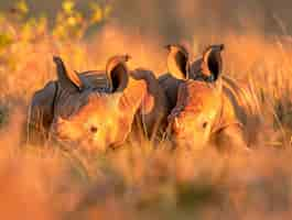 Free photo view of wild rhino in nature