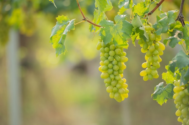 Free photo vine and bunch of white grapes in garden the vineyard.