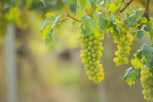 Vine and bunch of white grapes in garden the vineyard.