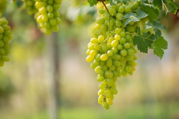 Vine and bunch of white grapes in garden the vineyard.