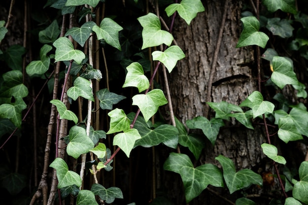 Free photo vines growing on tree trunk background